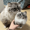 Handmade Custom Pet Whole Body Imitation Mini Version